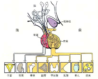 後葉 脳 下 垂体 間脳下垂体│脳神経疾患について