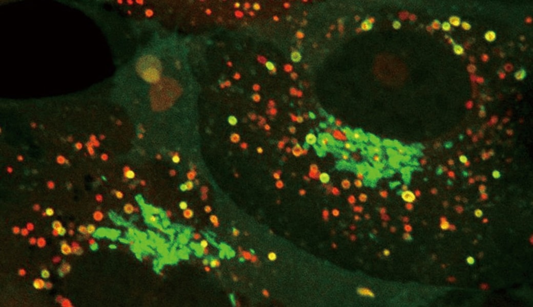 革新的な医学教育
