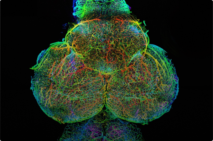 分子細胞構造学