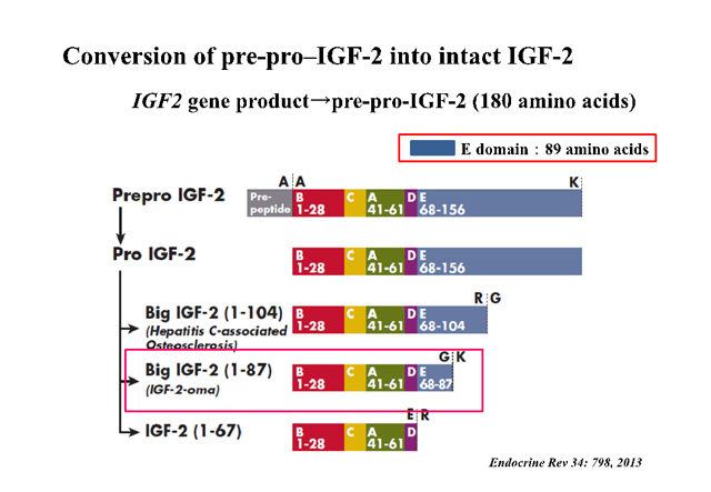 Conversion of pre-pro-IGF-2 into intact IGF-2