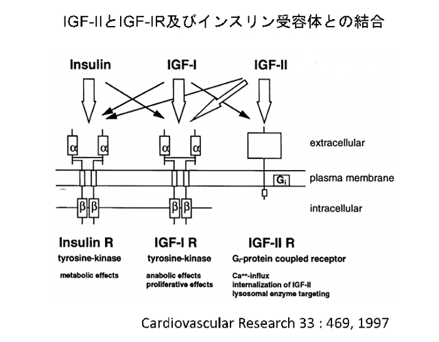 IGF-2とIGF-IR及びインスリン受容体との結合