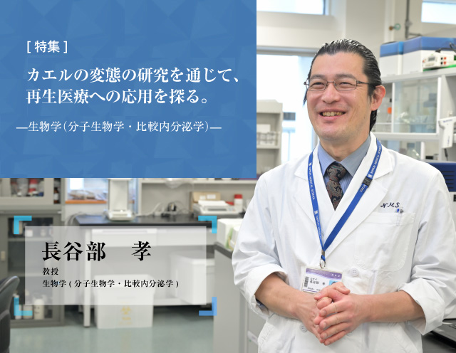 カエルの変態の研究を通じて、再生医療への応用を探る 生物学 長谷部　孝 教授