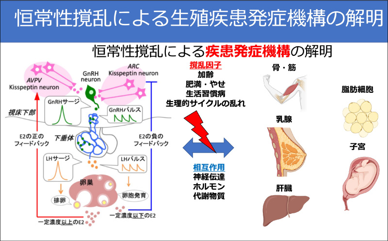 恒常性撹乱による疾患発症機構の解明