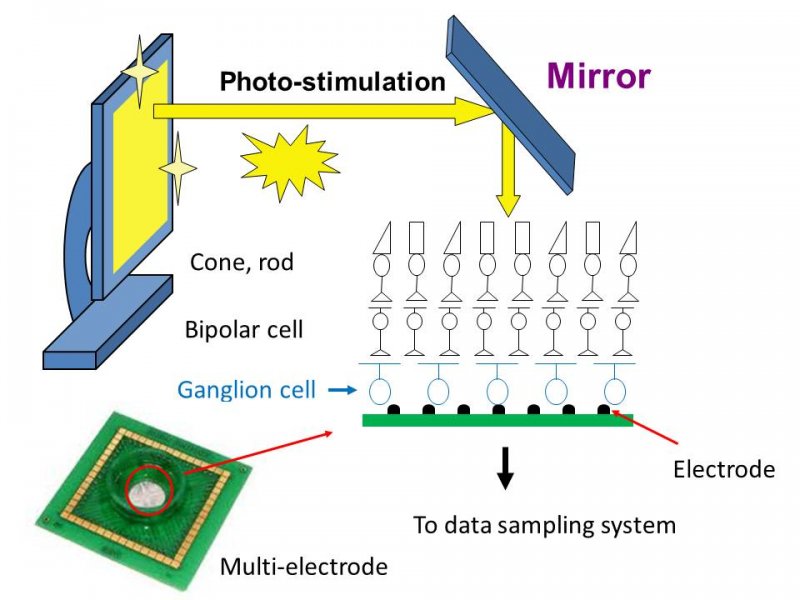 網膜神経節細胞機能の解析