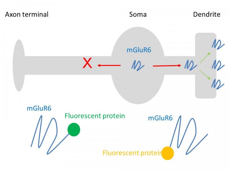 グルタミン酸受容体の細胞内輸送