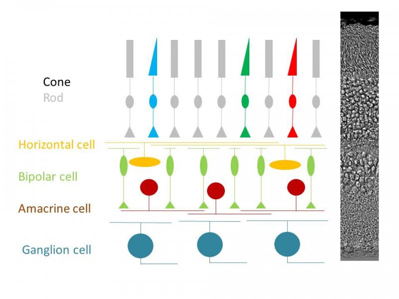 網膜二次ニューロンの機能解析