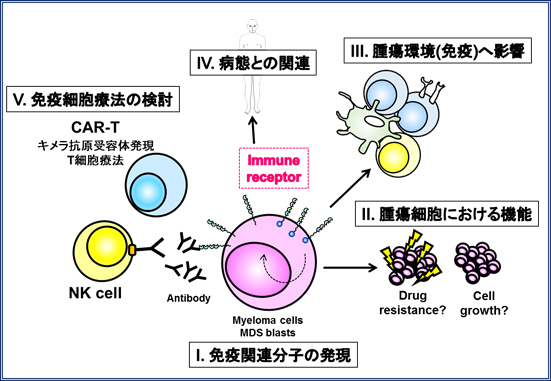 多発性骨髄腫の病態解析1