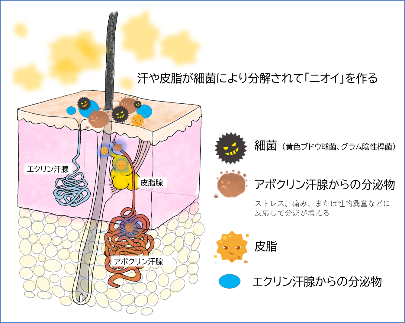 ワキガのニオイの原因（アポクリン汗腺分泌物と細菌）