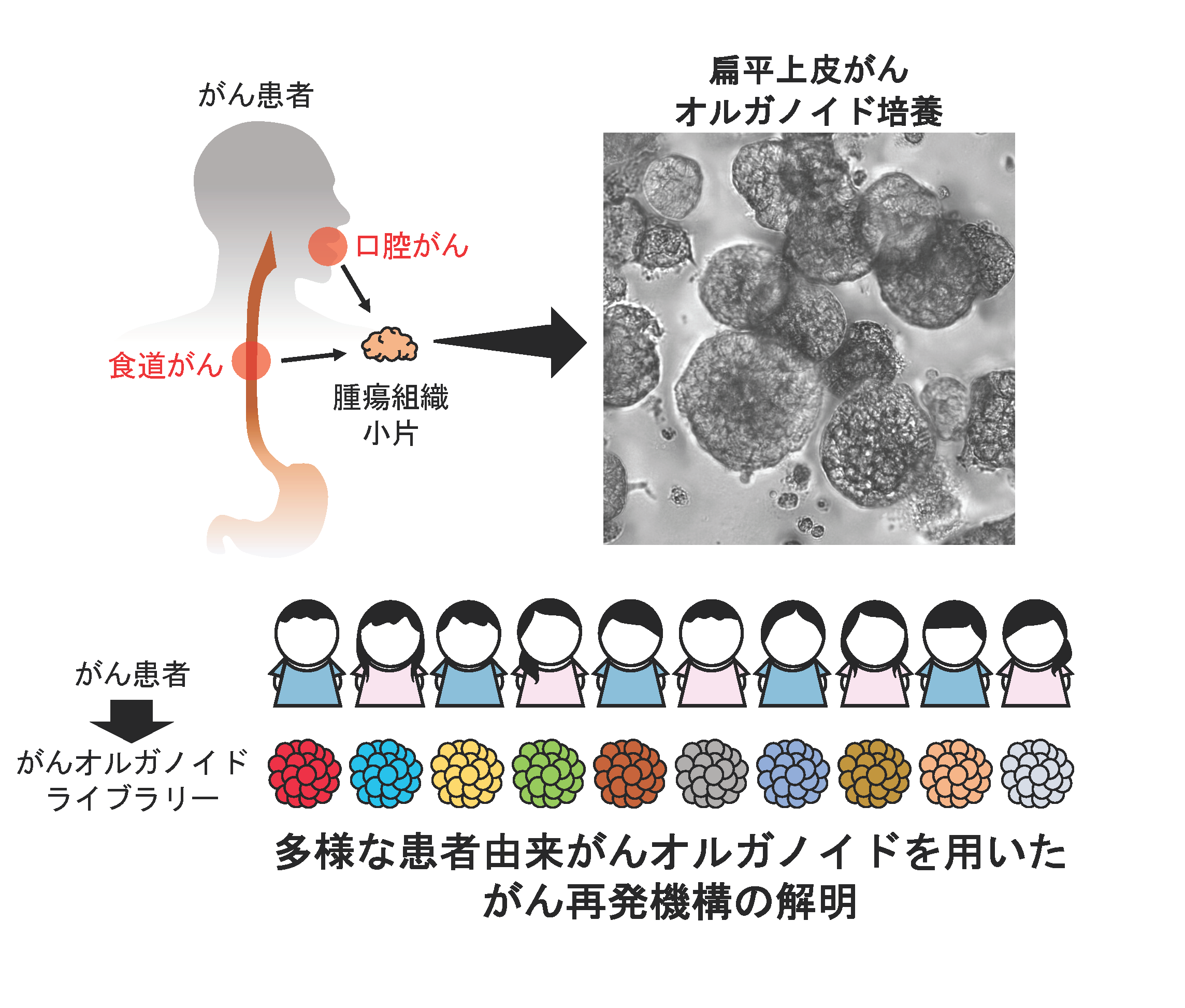 Sato_Figure_PNG